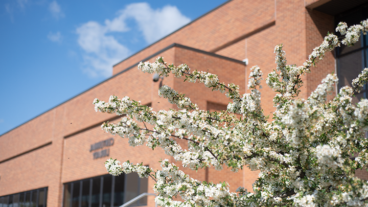 The outside of the library in the summer